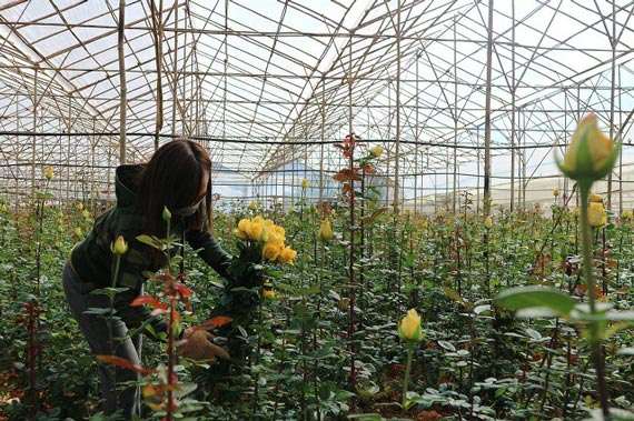 Lâm Đồng: Sắm xế hộp đi trồng hoa hồng dưới chân núi Langbiang - 1