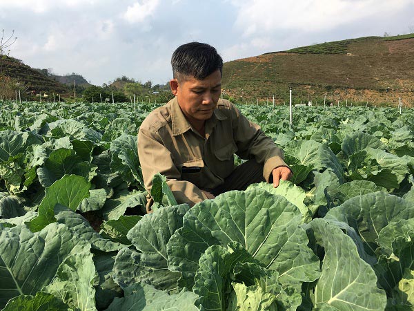 Trồng bắp cải xanh ngút ngàn giữa bốn bề núi trọc, lời 800 triệu/năm - 2