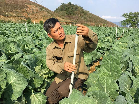 Trồng bắp cải xanh ngút ngàn giữa bốn bề núi trọc, lời 800 triệu/năm - 3