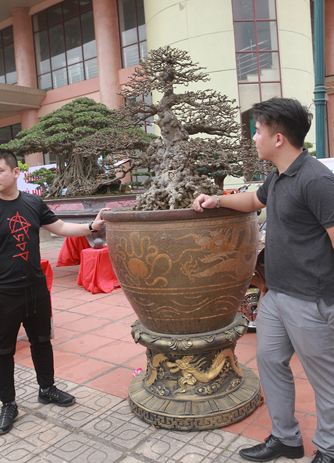 Tại triển lãm sinh vật cảnh tỉnh Bắc Ninh (2019), cây mai chiếu chủy của anh Vũ Tuấn Điệp (CLB Thành Đồng, Hải Dương) thu hút sự chú ý của du khách và giới chơi cây