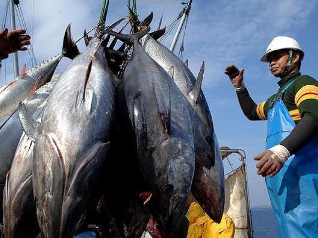 Thị trường - Tiêu dùng - Khóc ròng vì cá ngừ bị "giam lỏng" tại cảng