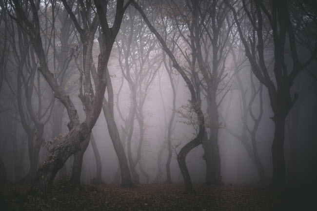 Rừng Hoia Baciu nằm gần thành phố Cluj-Napoca ở vùng Transylvania, Romania. Nó bao phủ một khu vực có diện tích khoảng 295 ha.