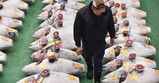 Khu chợ Toyosu là chợ mới. Trước đây, hằng năm, phiên đấu giá cá ngừ diễn ra tại chợ cá Tsukujji (Tokyo, Nhật Bản) với nhiều con cá ngừ được mua với giá rất cao.