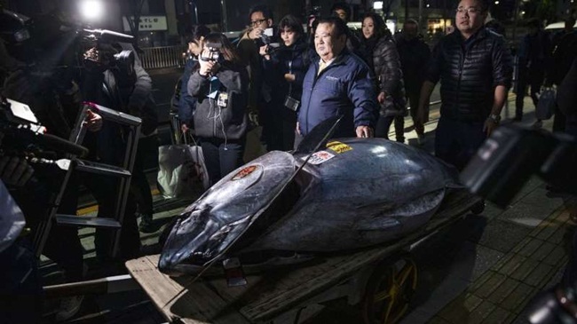 Trong phiên đấu giá diễn ra ở chợ cá Toyosu ở Tokyo hồi đầu năm 2019, một con cá ngừ nặng 278kg được bán với giá 3,1 triệu USD (~72 tỷ đồng).