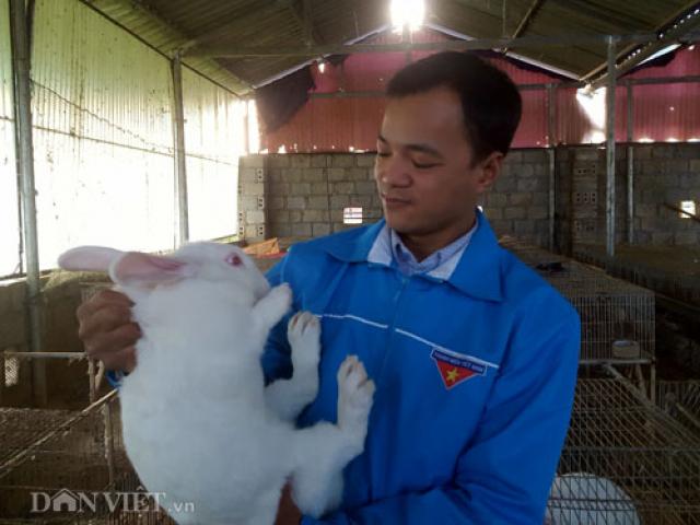 Thị trường - Tiêu dùng - 8X xứ Lạng thu gần 200 triệu/năm từ những "cục bông" ăn cỏ, lá