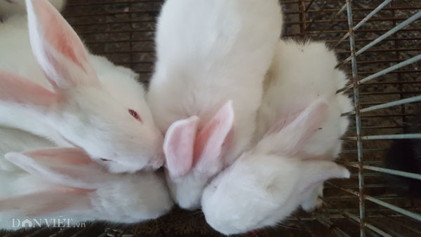 8X xứ Lạng thu gần 200 triệu/năm từ những "cục bông" ăn cỏ, lá - 1