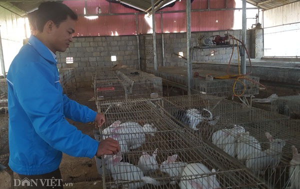 8X xứ Lạng thu gần 200 triệu/năm từ những "cục bông" ăn cỏ, lá - 2