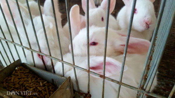 8X xứ Lạng thu gần 200 triệu/năm từ những "cục bông" ăn cỏ, lá - 3