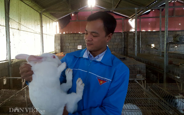 8X xứ Lạng thu gần 200 triệu/năm từ những "cục bông" ăn cỏ, lá - 4