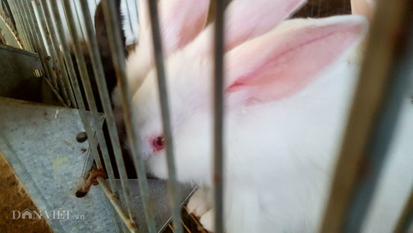 8X xứ Lạng thu gần 200 triệu/năm từ những "cục bông" ăn cỏ, lá - 5