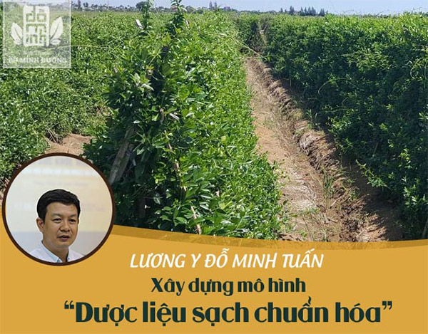 Thầy thuốc Đỗ Minh Tuấn – Biến trăn trở thành động lực xây dựng thành công mô hình vườn dược liệu sạch - 1