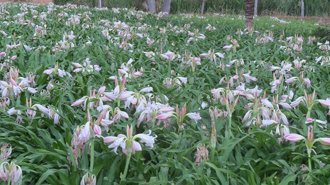 Tiêu Nang Đà - Hỗ trợ điều trị u xơ tử cung, u nang buồng trứng hiệu quả - 3