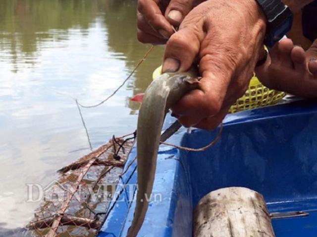 Thị trường - Tiêu dùng - "Sát thủ" săn cá ngát không cần mồi ung dung ngồi đếm tiền triệu