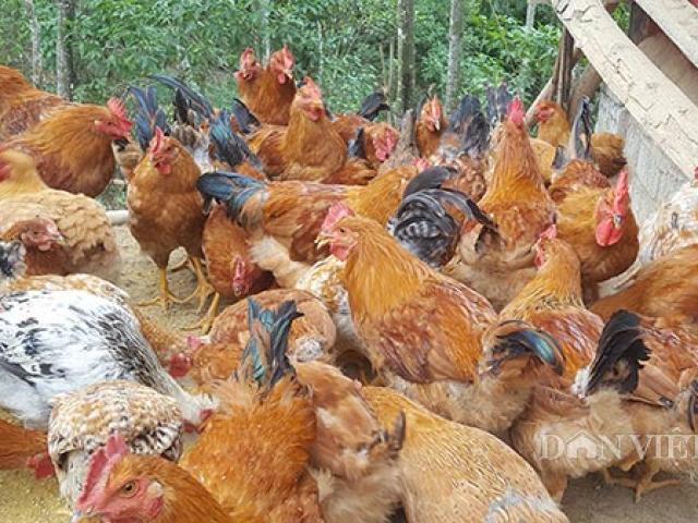 Thị trường - Tiêu dùng - Nuôi loài gà vàng đặc sản nghìn con, cho "cuốc bộ", thu 200 triệu/năm