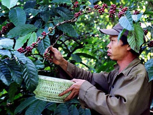Càng làm càng lỗ, nông dân ”tháo chạy” khỏi cây tỷ đô cà phê
