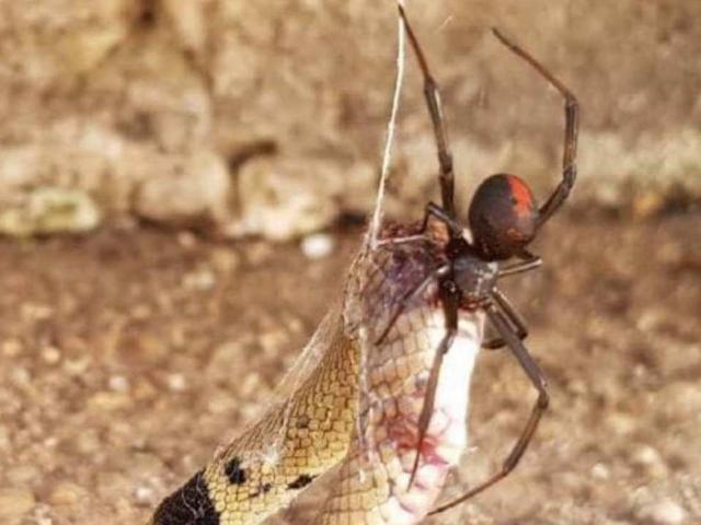 Phi thường - kỳ quặc - Rắn độc bị nhện cực độc "treo cổ" trên cao chết thảm