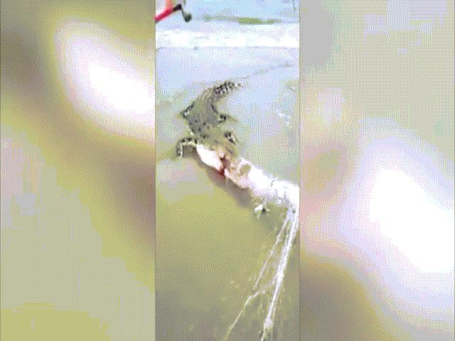 Phi thường - kỳ quặc - Hãi hùng cảnh người đàn ông dùng búa đập chết cá sấu dạt bờ