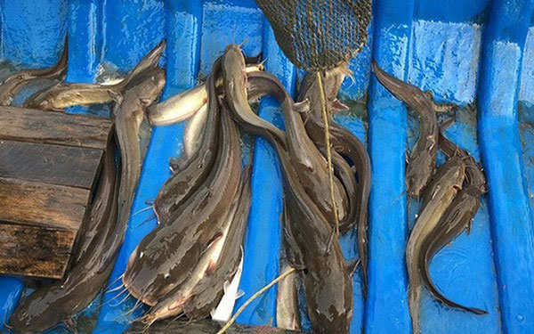 "Sát thủ" săn cá ngát không cần mồi ung dung ngồi đếm tiền triệu - 4