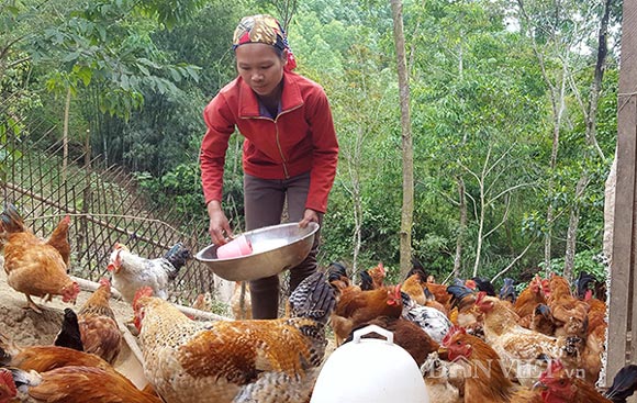 Nuôi loài gà vàng đặc sản nghìn con, cho &#34;cuốc bộ&#34;, thu 200 triệu/năm - 2