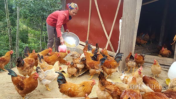 Nuôi loài gà vàng đặc sản nghìn con, cho &#34;cuốc bộ&#34;, thu 200 triệu/năm - 4