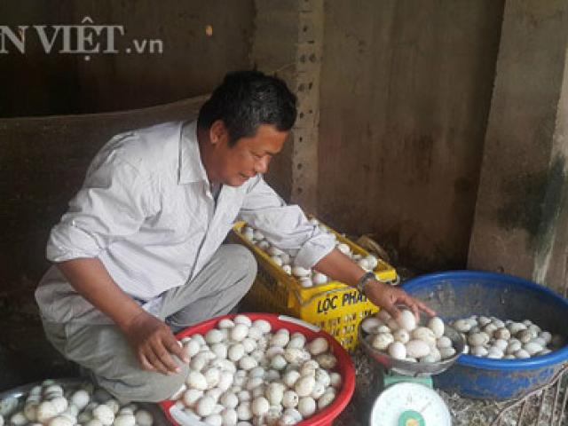 Thị trường - Tiêu dùng - "Bi hài" giá trứng giảm: Gà càng đẻ khỏe, người nuôi càng lỗ