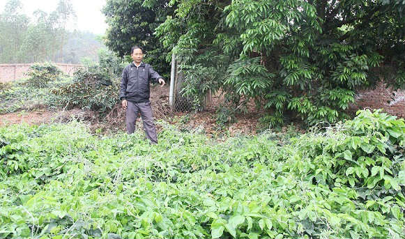 &#34;Hồi sinh” loài sâm kỳ lạ từng giúp mẹ vua Tự Đức khỏi mù lòa - 4