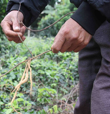 &#34;Hồi sinh” loài sâm kỳ lạ từng giúp mẹ vua Tự Đức khỏi mù lòa - 5