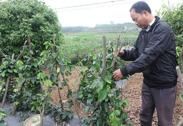 &#34;Hồi sinh” loài sâm kỳ lạ từng giúp mẹ vua Tự Đức khỏi mù lòa - 6