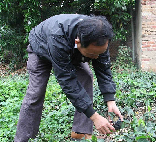 &#34;Hồi sinh” loài sâm kỳ lạ từng giúp mẹ vua Tự Đức khỏi mù lòa - 7