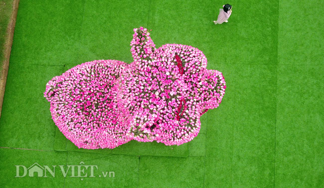 Ngắm chú lợn khổng lồ kết từ hơn vạn bông hồng tươi ở Ba Vì - 6