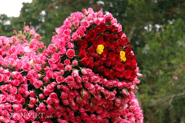 Ngắm chú lợn khổng lồ kết từ hơn vạn bông hồng tươi ở Ba Vì - 7