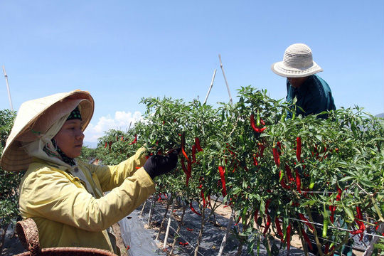 Trồng ớt Hàn Quốc, nông dân miền núi Ninh Thuận lãi đậm - 1