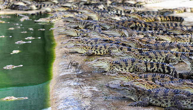 Huyện Định Quán (Đồng Nai) hiện có khoảng 316 trại nuôi cá sấu với tổng đàn 110.000 con. Phong trào nuôi loài động vật hoang dã này ở địa phương ngày càng có nhiều người tham gia bởi lãi suất lớn. 
