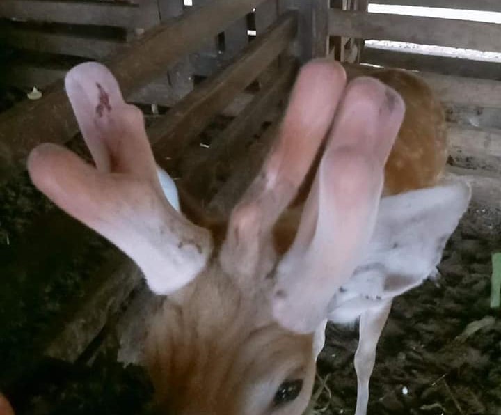 Hi hữu, hươu mọc 3 cành nhung trên đầu ở Hà Tĩnh - 1