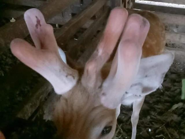 Tin tức trong ngày - Hi hữu, hươu mọc 3 cành nhung trên đầu ở Hà Tĩnh