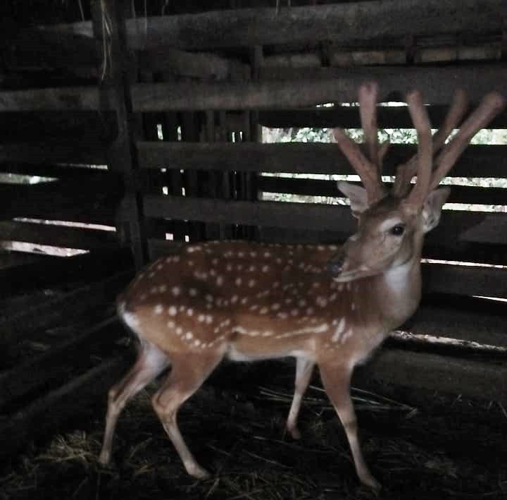 Hi hữu, hươu mọc 3 cành nhung trên đầu ở Hà Tĩnh - 2