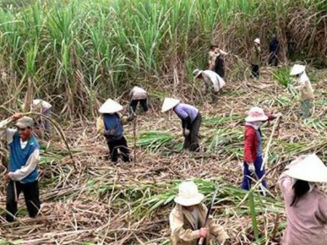 Thị trường - Tiêu dùng - Mía tím Hoà Bình ngọt lừ nay chất đầy đường, thưa vắng người mua