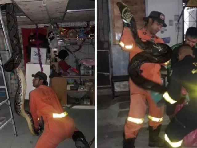 Thế giới - Bắt trăn quái vật to khủng khiếp trên mái nhà Thái Lan