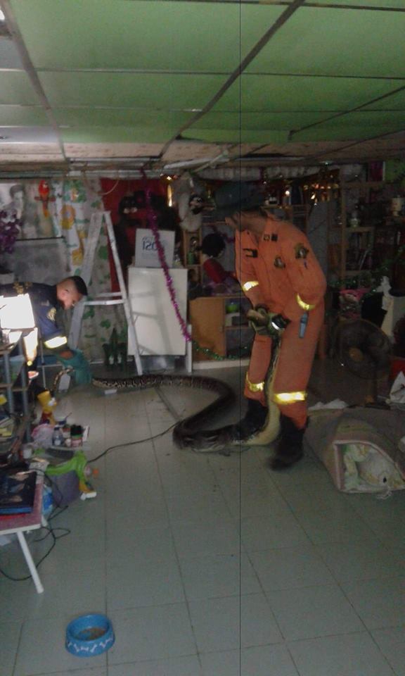 Bắt trăn quái vật to khủng khiếp trên mái nhà Thái Lan - 2