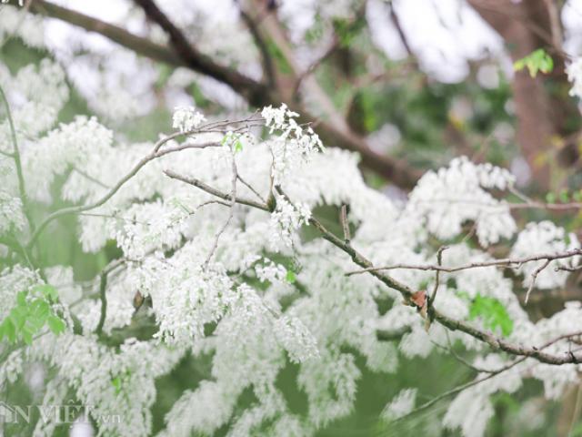 Tin tức trong ngày - Ngây ngất ngắm "tuyết mùa xuân" nở trắng trời Hà Nội