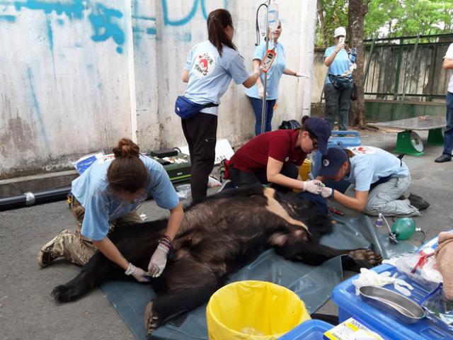 Tin tức trong ngày - Toàn cảnh gây mê và "giải cứu" gấu ở Đồng Nai để đưa ra Bắc