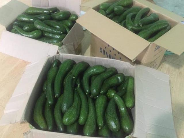 Thị trường - Tiêu dùng - Bất thường thương lái Trung Quốc ồ ạt thu mua bơ giá cao tại Lâm Đồng