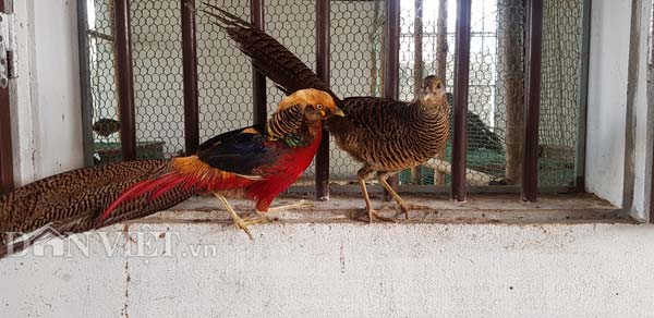 Làm giàu khác người: Về quê nuôi chim trĩ 7 màu, bán 12 triệu/cặp - 2