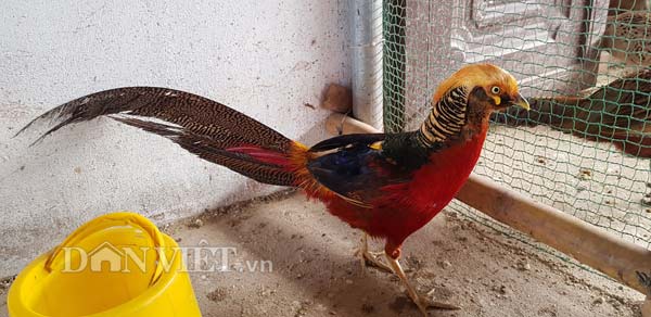 Làm giàu khác người: Về quê nuôi chim trĩ 7 màu, bán 12 triệu/cặp - 4