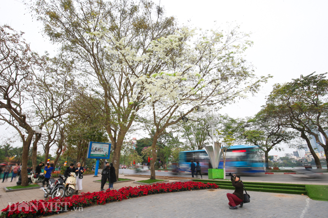 Ngây ngất ngắm "tuyết mùa xuân" nở trắng trời Hà Nội - 1