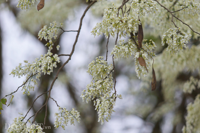 Ngây ngất ngắm "tuyết mùa xuân" nở trắng trời Hà Nội - 3