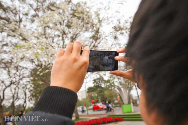 Ngây ngất ngắm "tuyết mùa xuân" nở trắng trời Hà Nội - 5