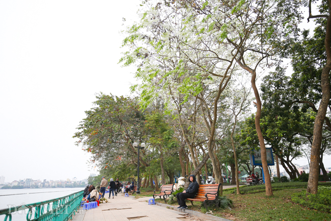 Ngây ngất ngắm "tuyết mùa xuân" nở trắng trời Hà Nội - 6