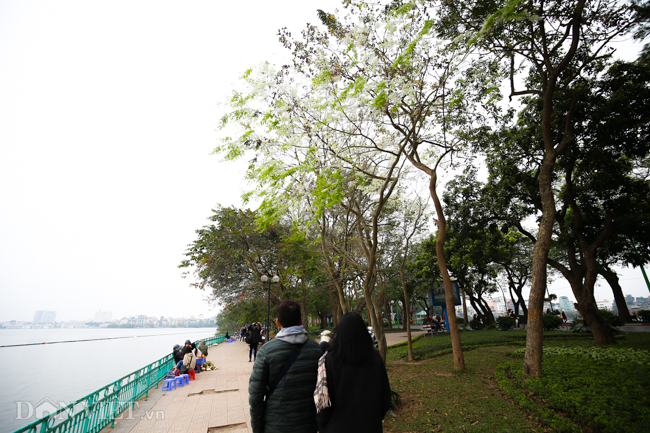 Ngây ngất ngắm "tuyết mùa xuân" nở trắng trời Hà Nội - 8