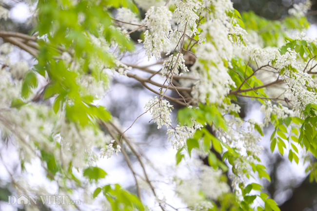 Ngây ngất ngắm "tuyết mùa xuân" nở trắng trời Hà Nội - 9